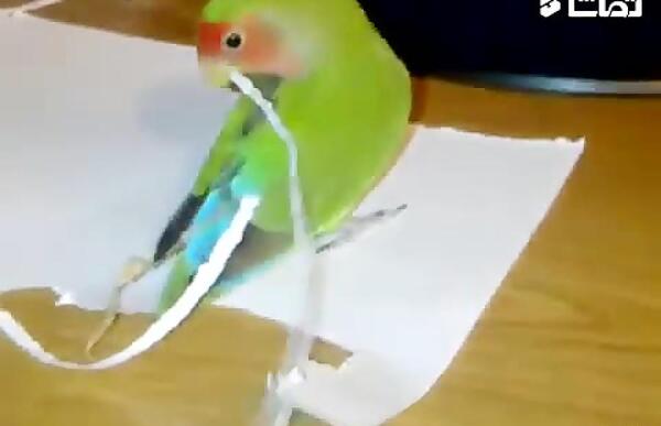 عکس لانه طوطی کوتوله