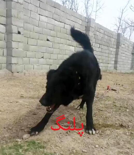 عکس سگ ظالم تهران