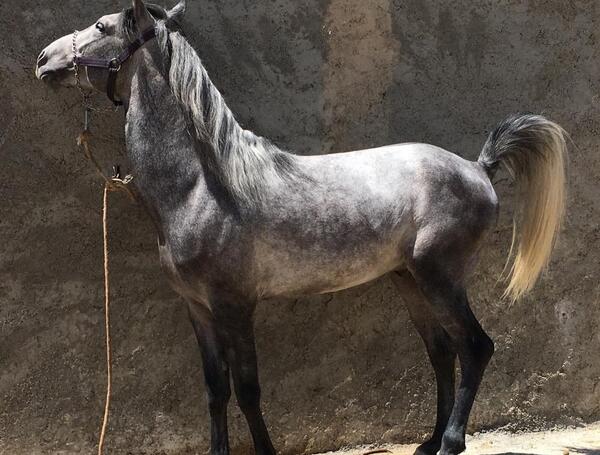 عکس اسب ماده