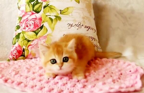 عکس گربه طلایی