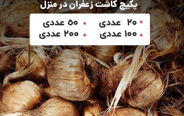 عکس پیاز زعفران