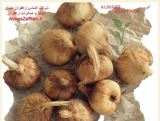 عکس پیاز زعفران