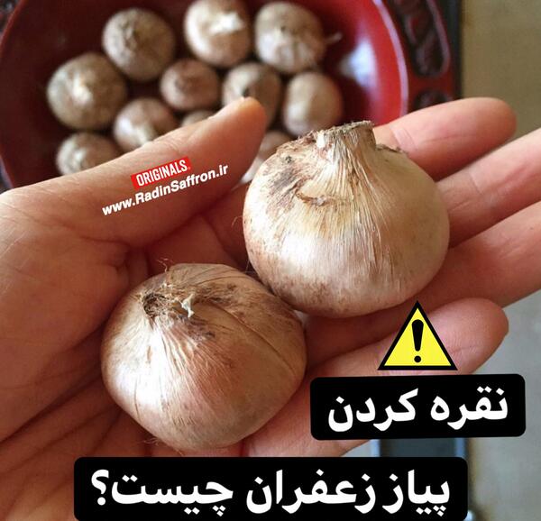 عکس پیاز زعفران