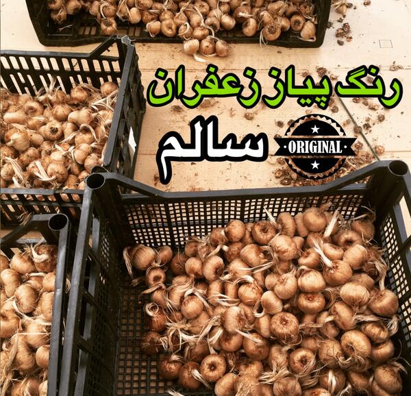 عکس پیاز زعفران