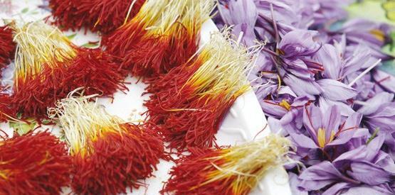 عکس پیاز زعفران