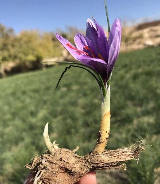 عکس پیاز زعفران