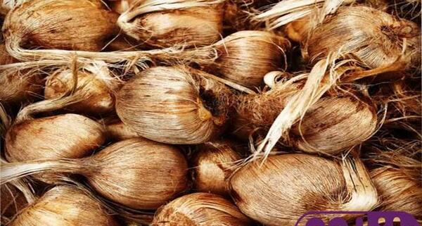 عکس پیاز زعفران