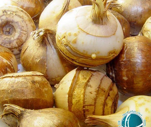 عکس پیاز زعفران