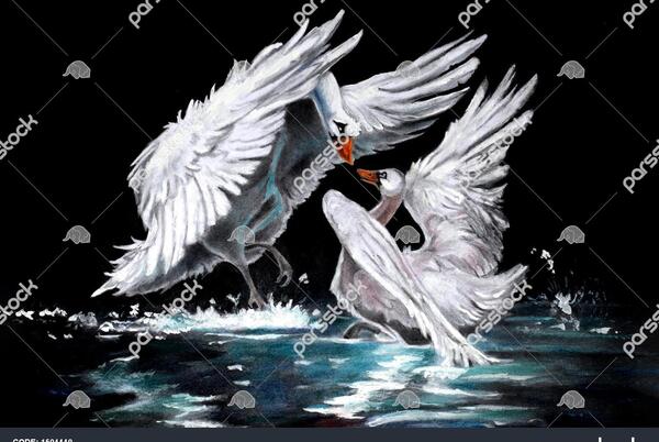 عکس قو برای طراحی