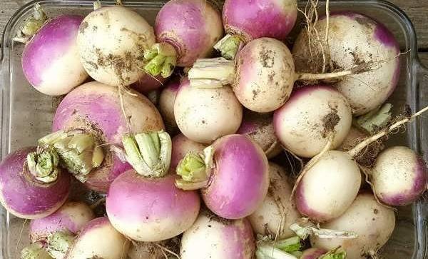 عکس شلغم پلو