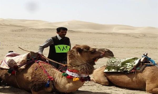 عکس شتر سوار