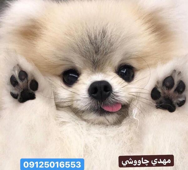 عکس سگ فروشی