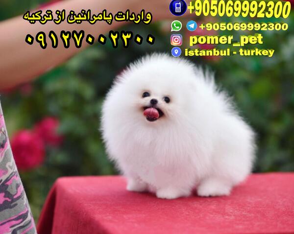 عکس سگ فروشی