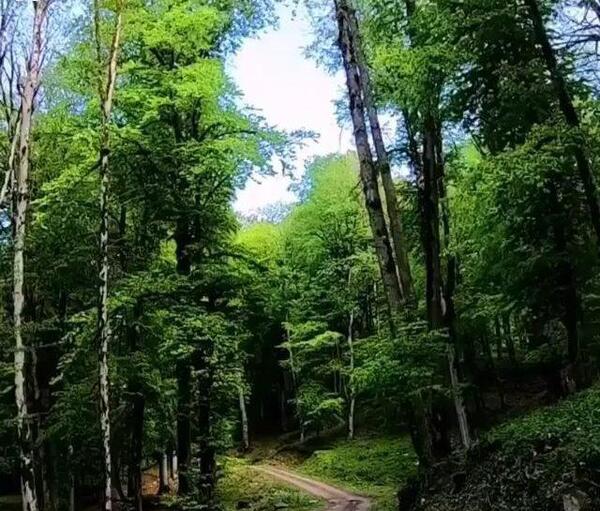 عکس دلتنگی طبیعت