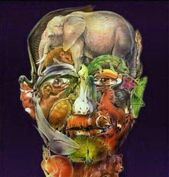 عکس شتر آلزایمر