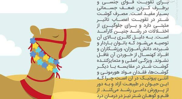 عکس شتر آلزایمر