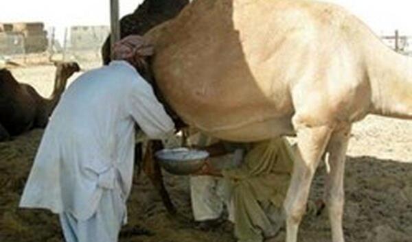 عکس شتر آلزایمر