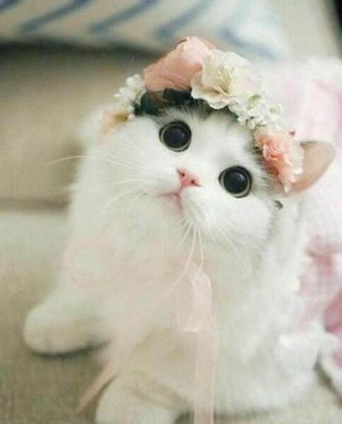 عکس گربه قشنگ برای پروفایل