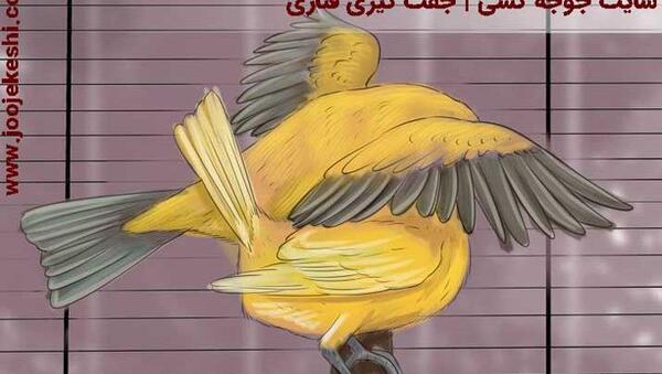 عکس کنه قناری