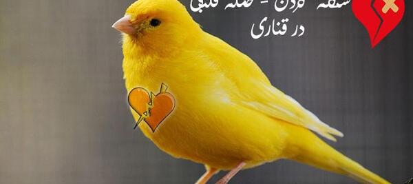 عکس کنه قناری