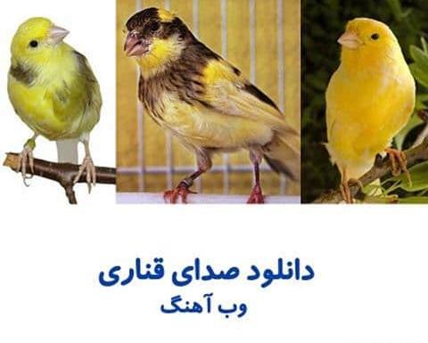 عکس کنه قناری