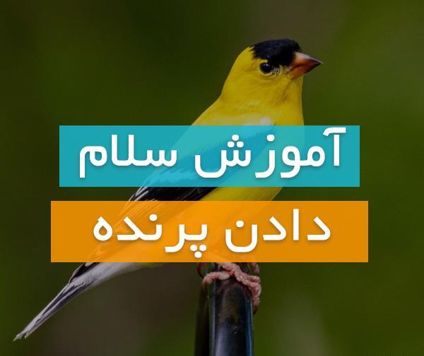 عکس کنه قناری
