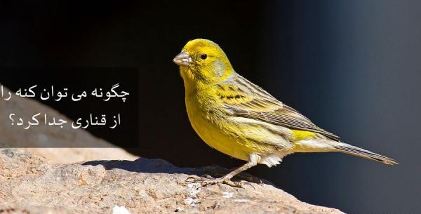 عکس کنه قناری