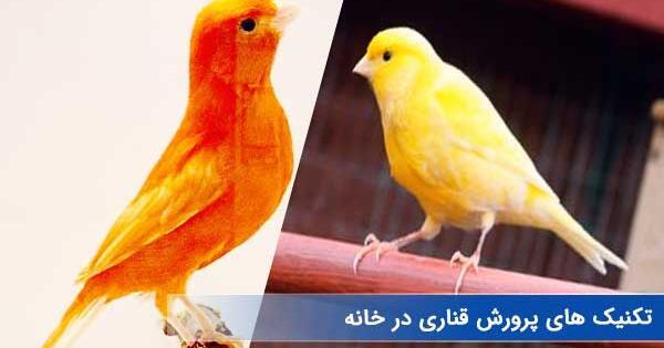 عکس کنه قناری