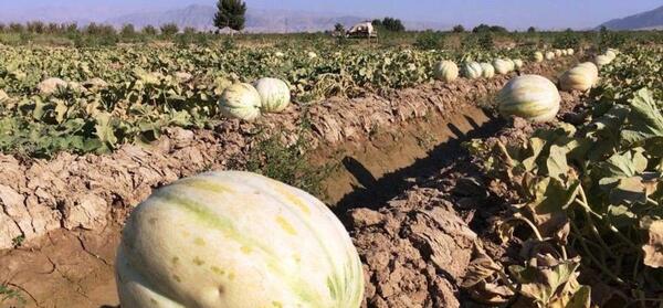 عکس های خربزه افغانستان
