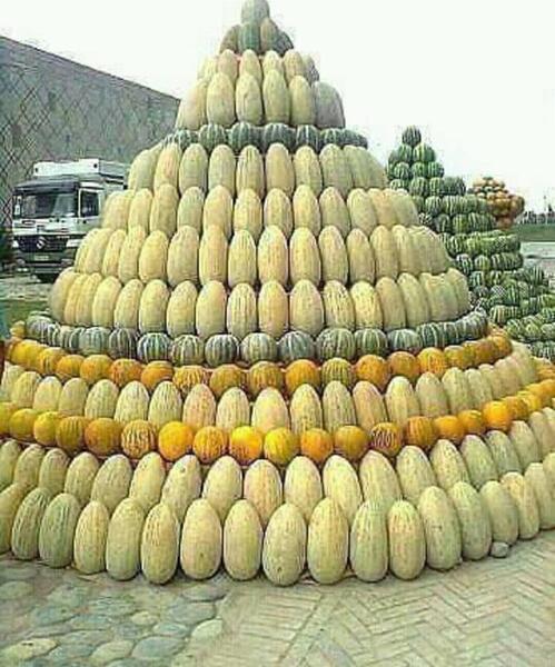 عکس های خربزه افغانستان