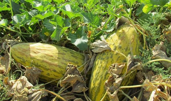 عکس های خربزه افغانستان