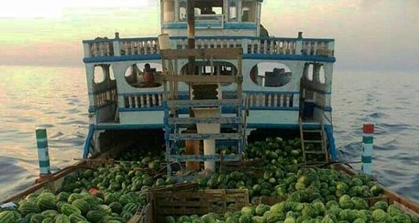 عکس های خربزه افغانستان
