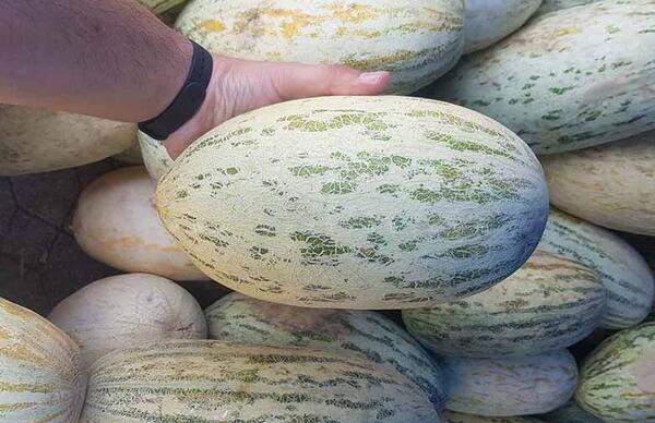 عکس های خربزه افغانستان