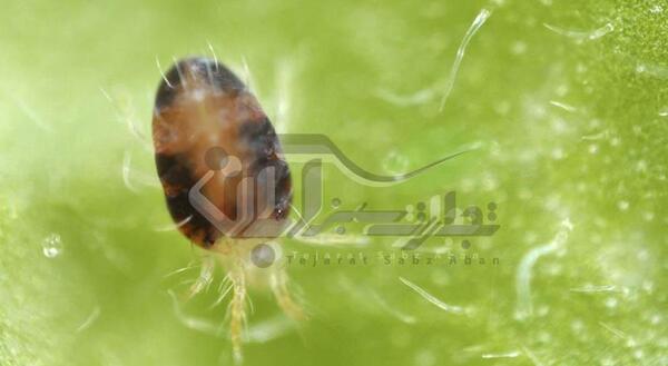 عکس کنه مرغ