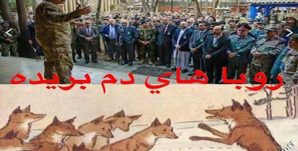 عکس روباه دم بریده
