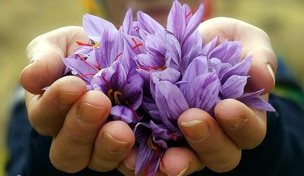 عکس طرح زعفران