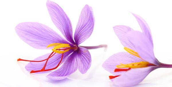 عکس طرح زعفران