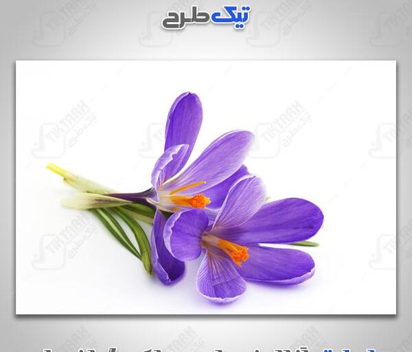 عکس طرح زعفران