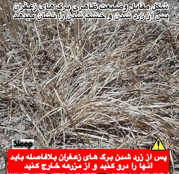 فیلم عکس زعفران