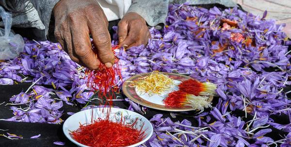 فیلم عکس زعفران