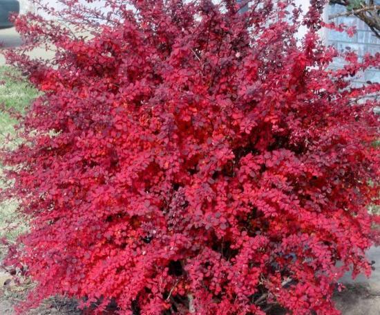 عکس زرشک زینتی