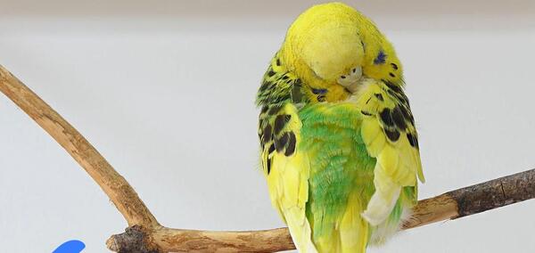 عکس شپش مرغ عشق