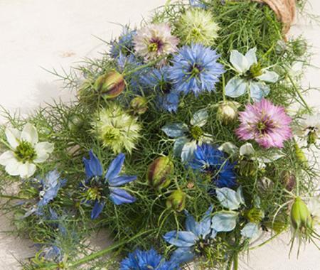 عکس سیاه دانه گیاه