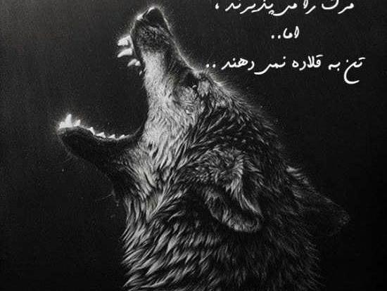 وحشتناک عکس نوشته گرگ زخمی