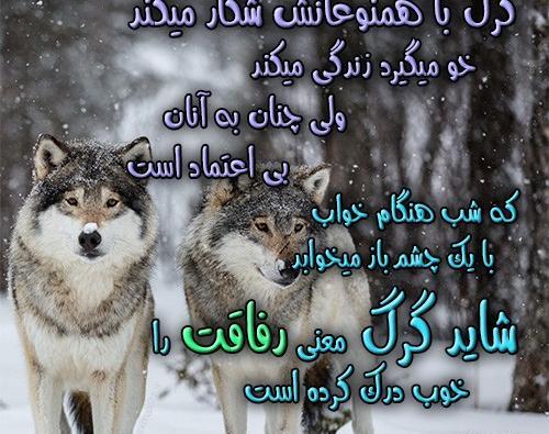 وحشتناک عکس نوشته گرگ زخمی
