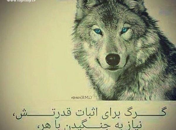 وحشتناک عکس نوشته گرگ زخمی