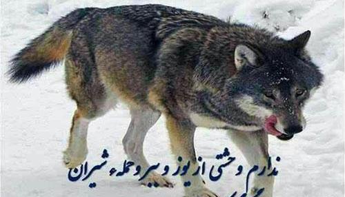 وحشتناک عکس نوشته گرگ زخمی