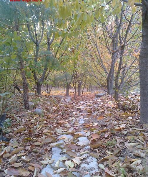 عکس از طبیعت کاشمر