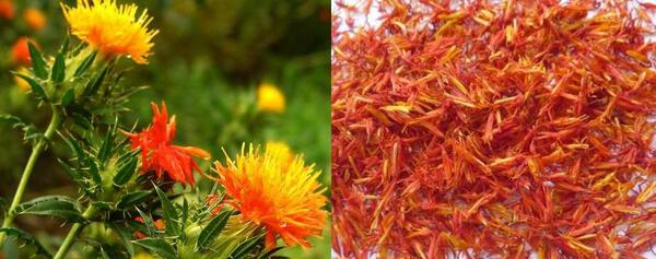 عکس زعفران تقلبی