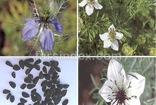 عکس بوته سیاه دانه